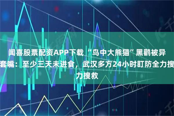 闻喜股票配资APP下载 “鸟中大熊猫”黑鹳被异物套嘴:至少三天未进食,武汉多方24小时盯防全力搜救